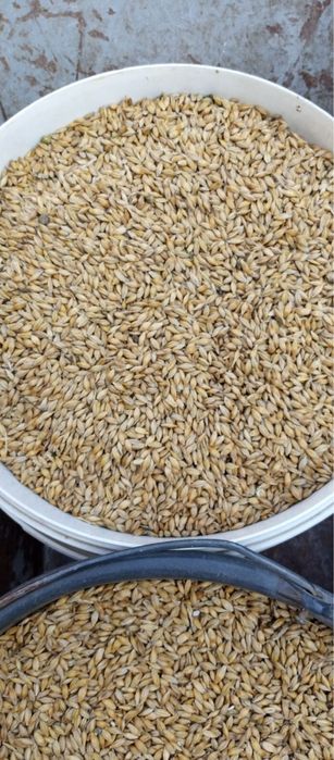 Пшениця 14грн цього року