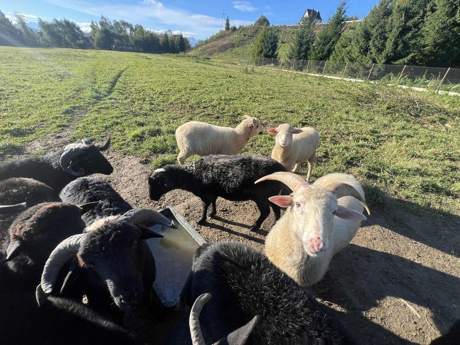 Barany i owce na sprzedaz