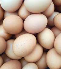 Ovos caseiros para consumo