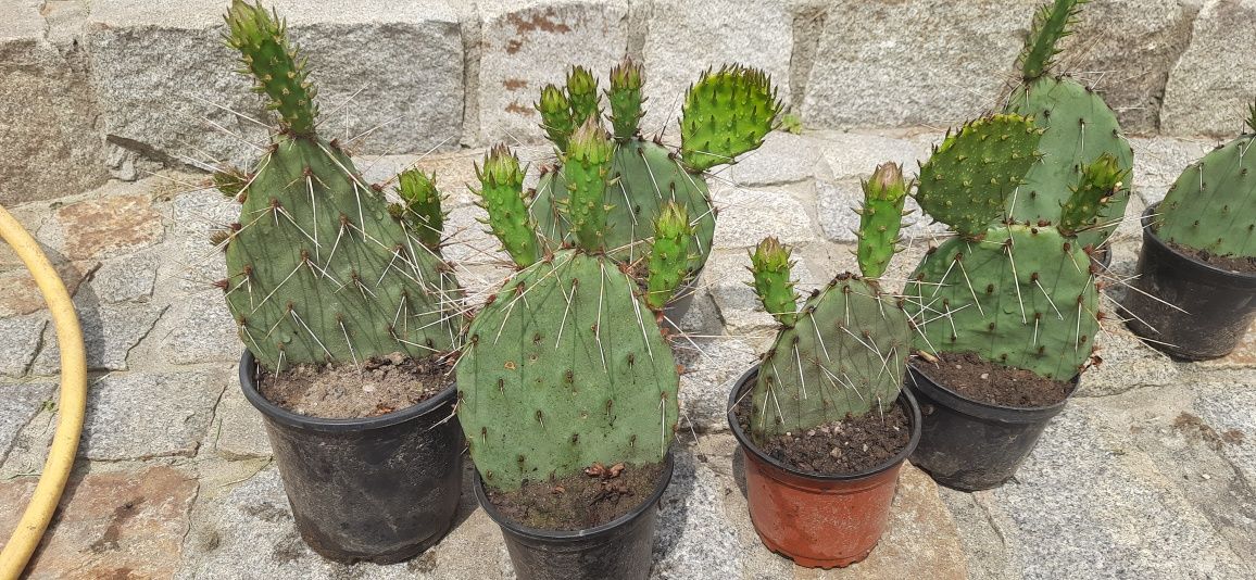 Opuntia opuncja mrozoodporna