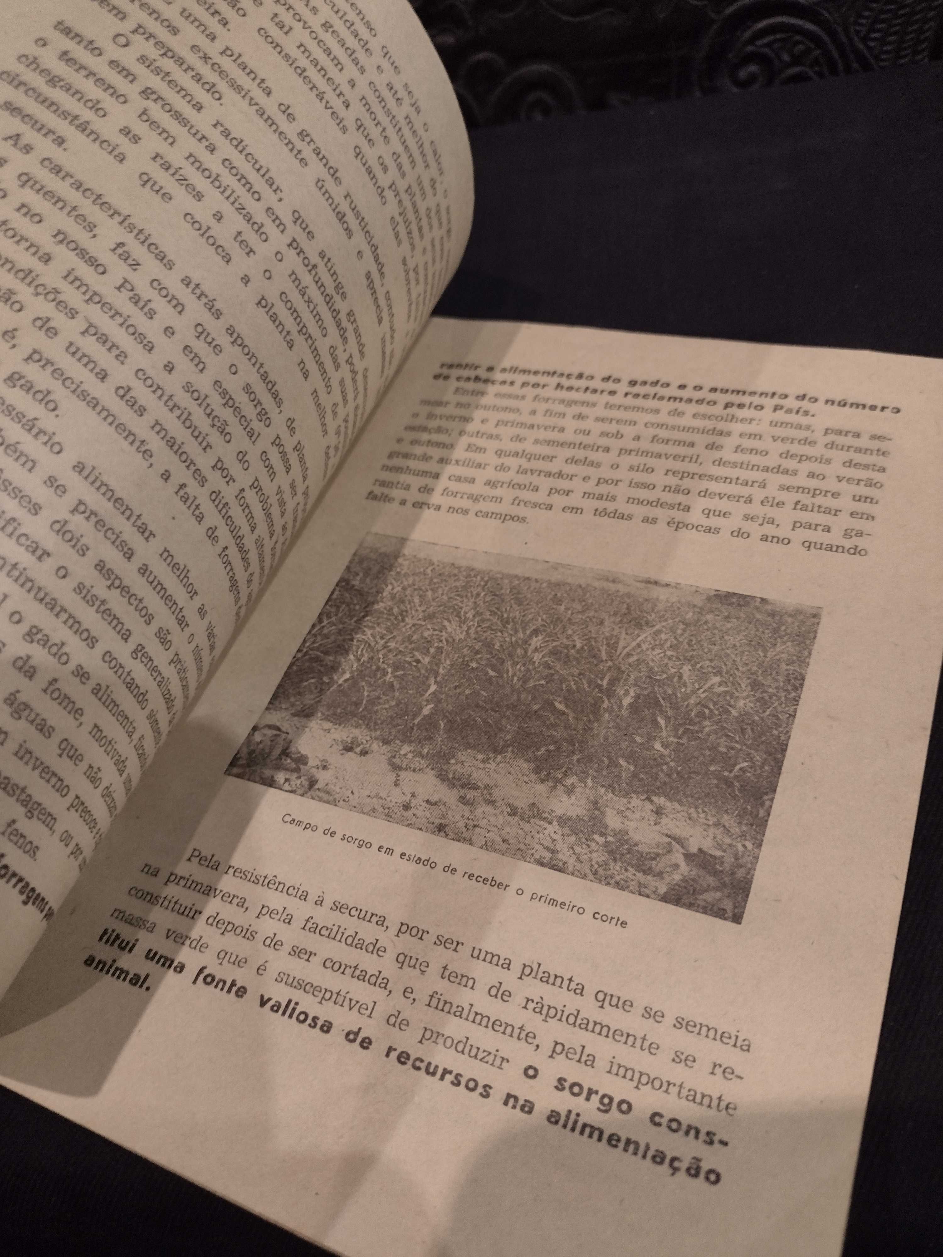 O Sorgo Forragem das Regiões Sêcas 1944