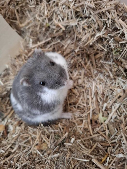 Sprzedam oreo chomika dżungarskiego z klatką i akcesoriami