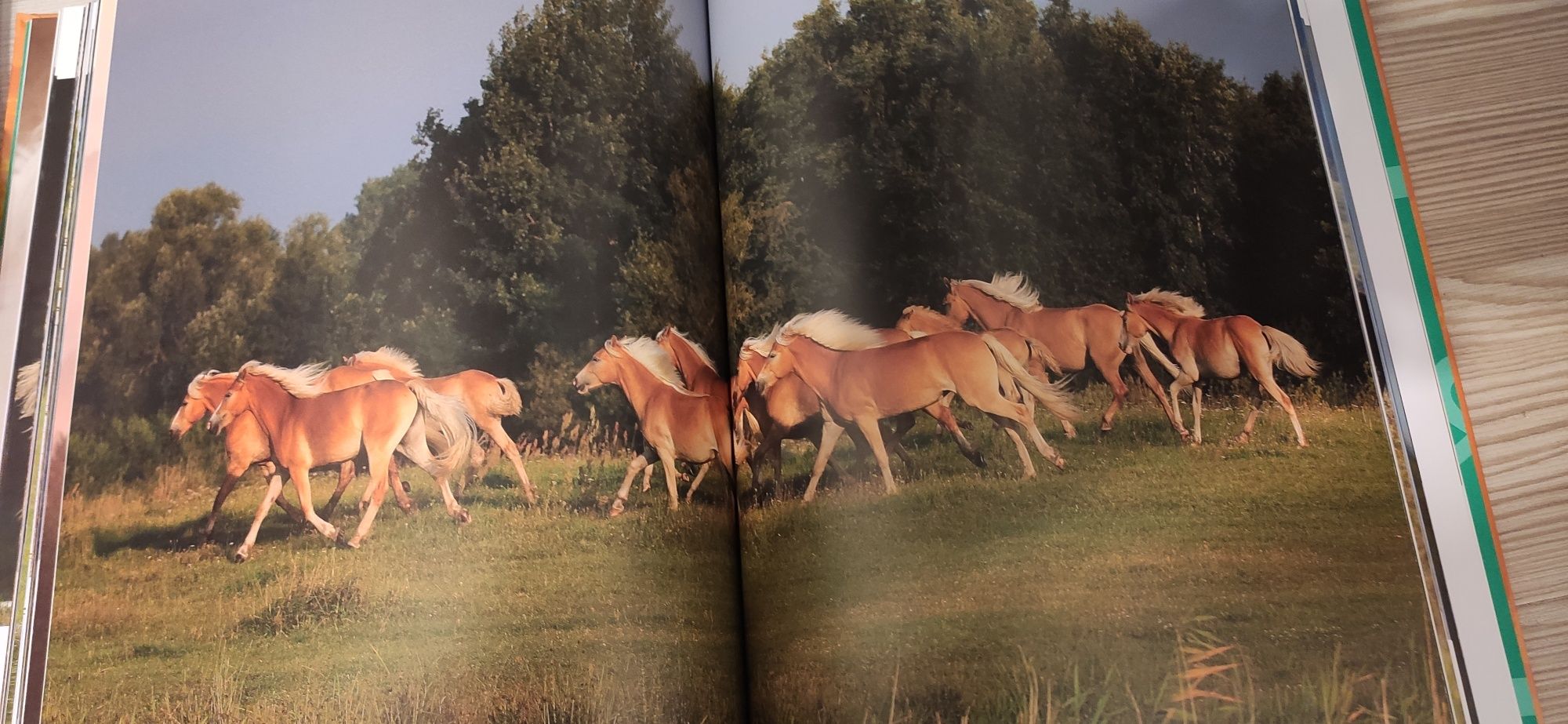 Konie. Poznaj fascynujący świat koni książka