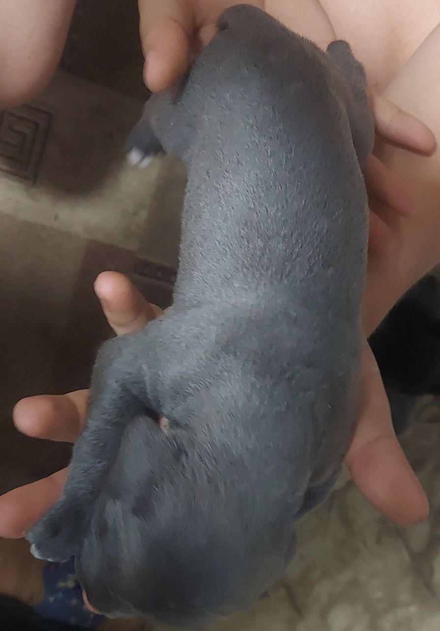 Кане корсо щенки