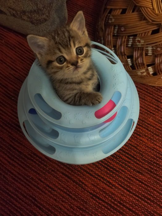 Очень красивые шотландские котята