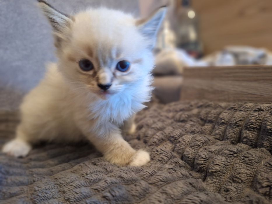 Ragdoll dziewczynka seal point mitted lynx