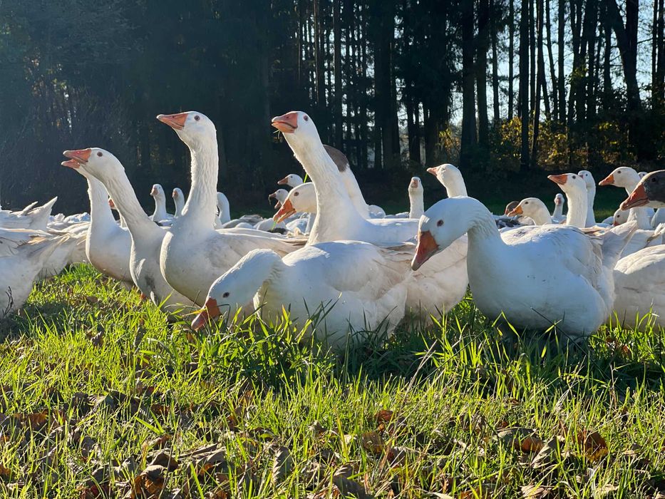Sprzedam tuszki gęsi