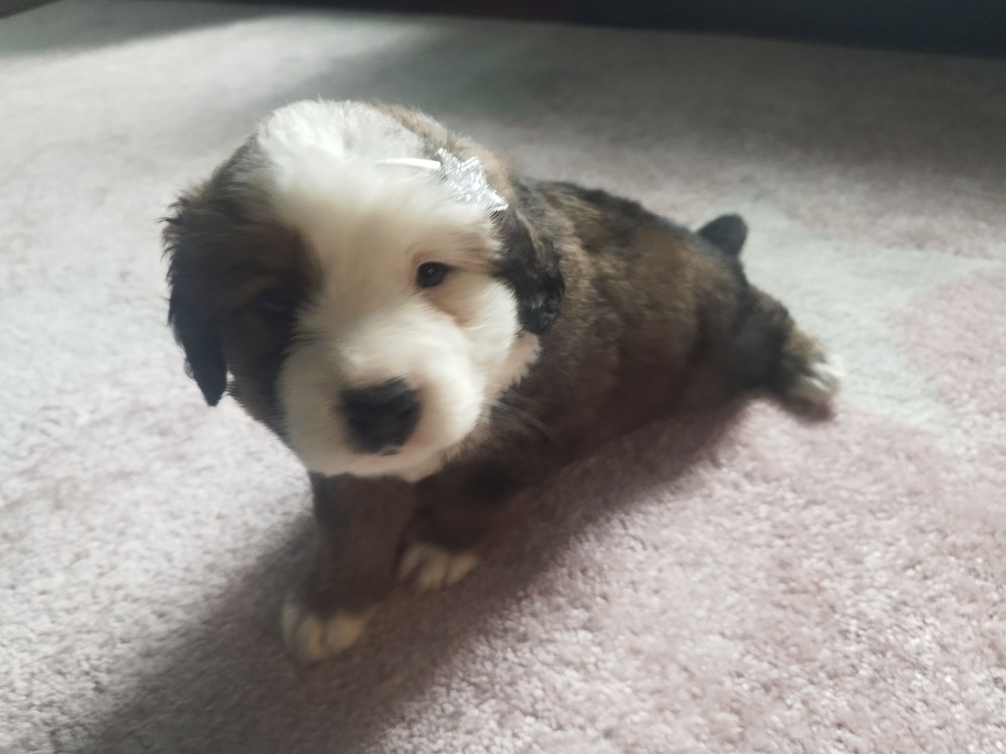 Szczeniaczki po Shih Tzu i Yorku