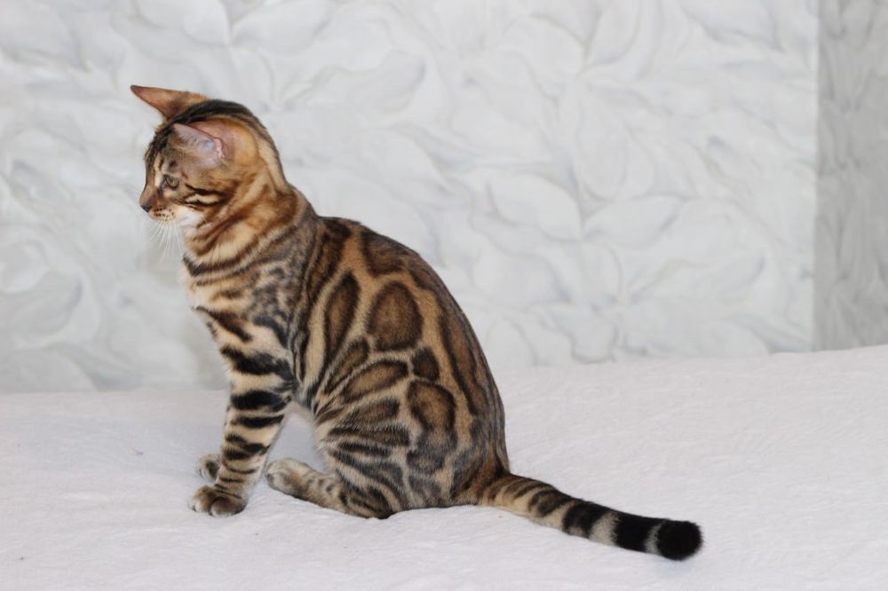 Бенгальський котик