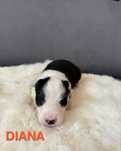 Suczka Border collie. DIANA