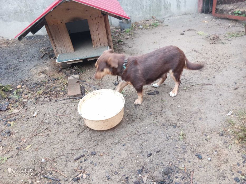 Oddam suczkę w dobre ręce