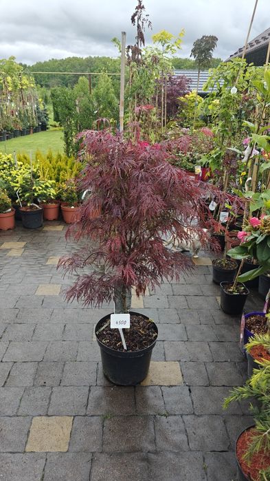 Японські клени, сосни, нівакі, магнолії