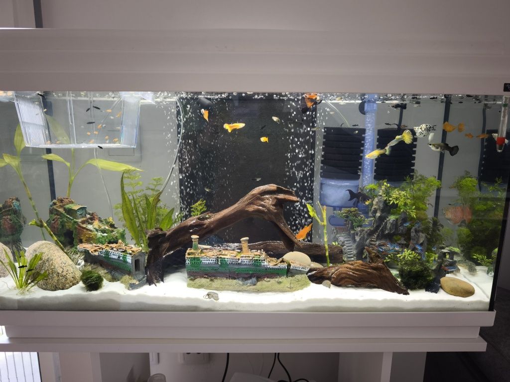 Peixes ornamentais