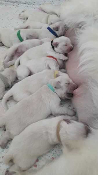 Golden Retriever macho para acasalar, todos testes ok com LOP e afixo