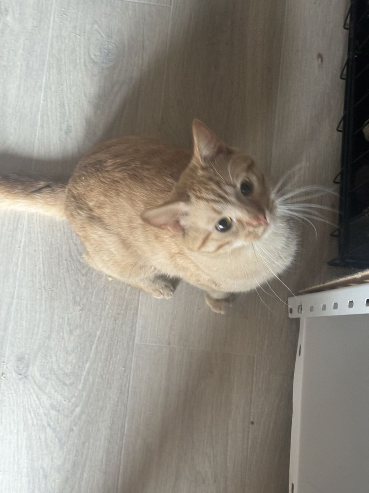 Котик шукає родину
