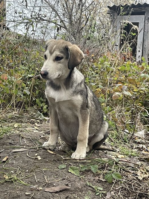 Щенята в добрі руки