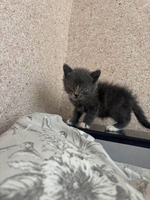 Відам котика хлопчика в добрі руки