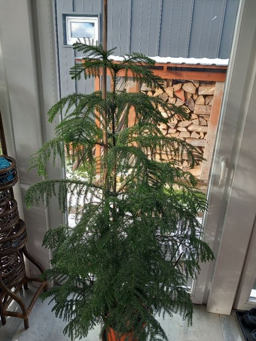 Jodła pokojowa Arankaria wyniosła