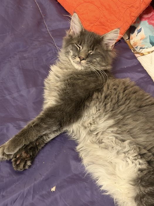 Maine coon kocurek szary niebieski pregowany fife warszawa do odbioru