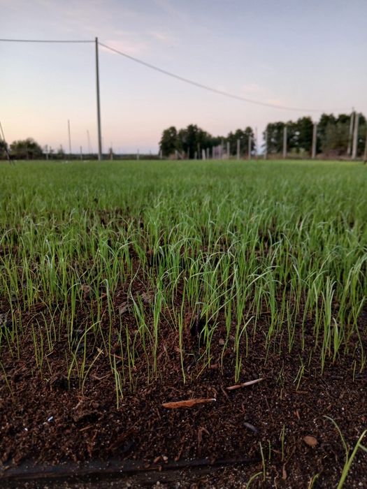 Trawa z rolki sprzedam