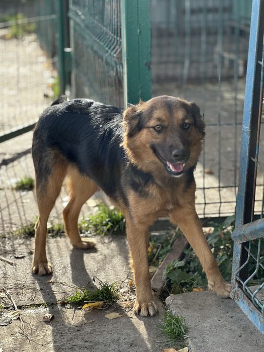 Piekna Tola do adopcji