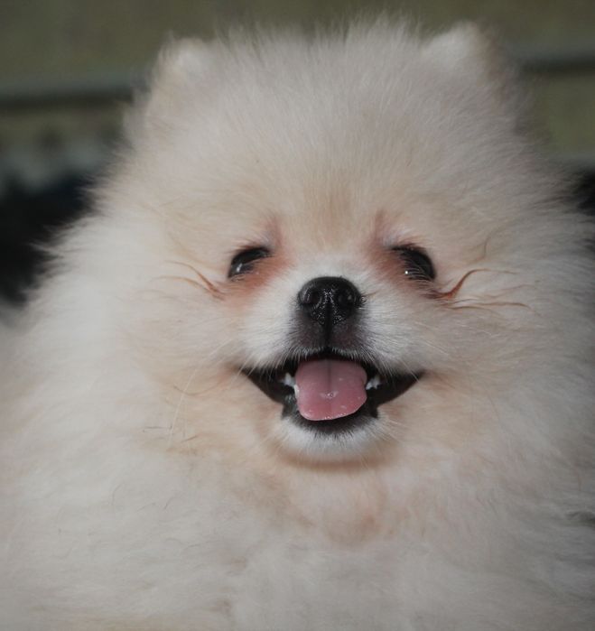 Дівчинка 2 міс КСУ