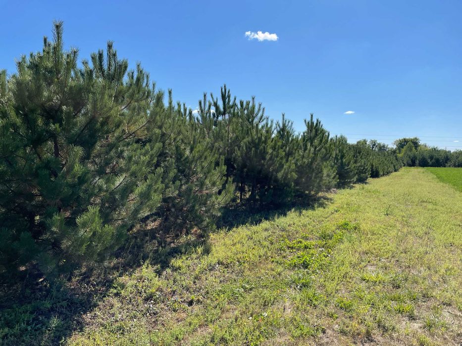 Сосна крымская с комом (4-5 метров)