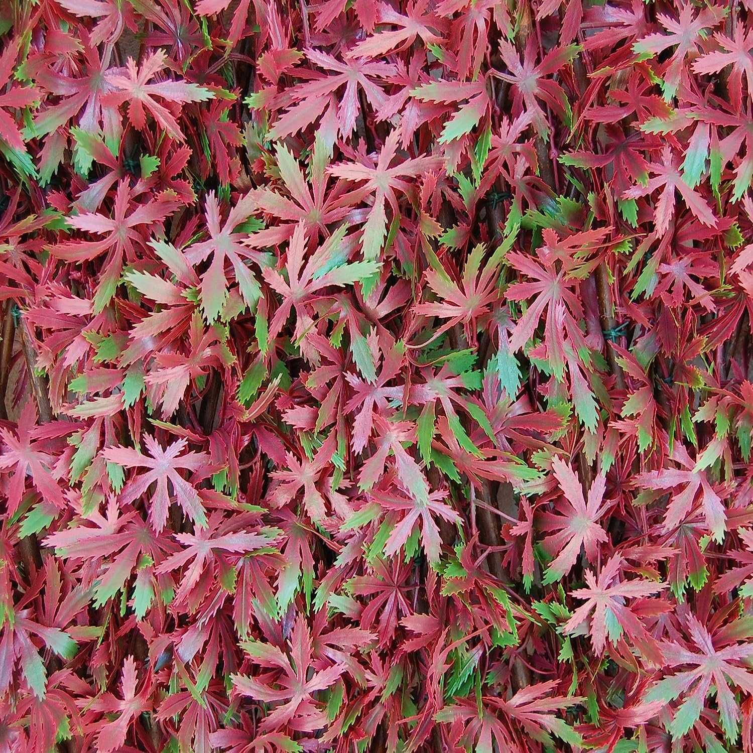 Штучна жива огорожа з листям, розсувна верба, Tenax 1A180280 1x2 м,