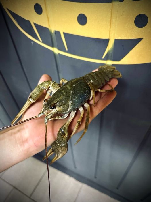 Продам Раків Ізюм