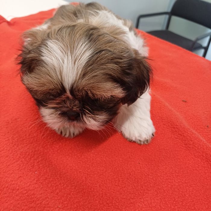 Shih Tzu tricolor