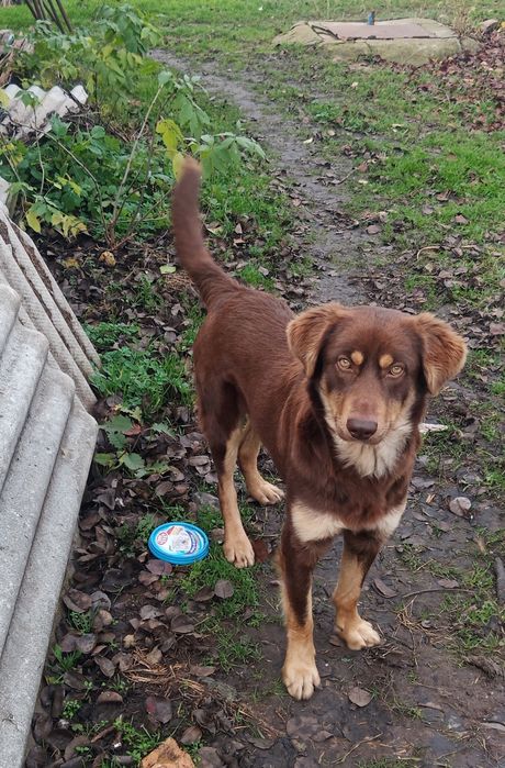 Сусід віддає песика у добрі руки.