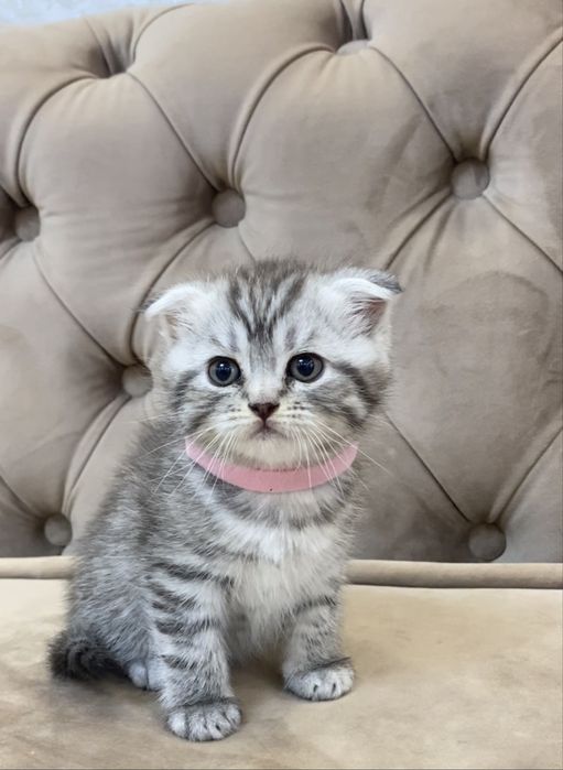 Шотландські кошенята