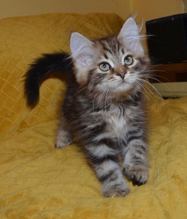 Rodowodowy kot syberyjski * kocurek Dewey * rodowód FPL/FIFE