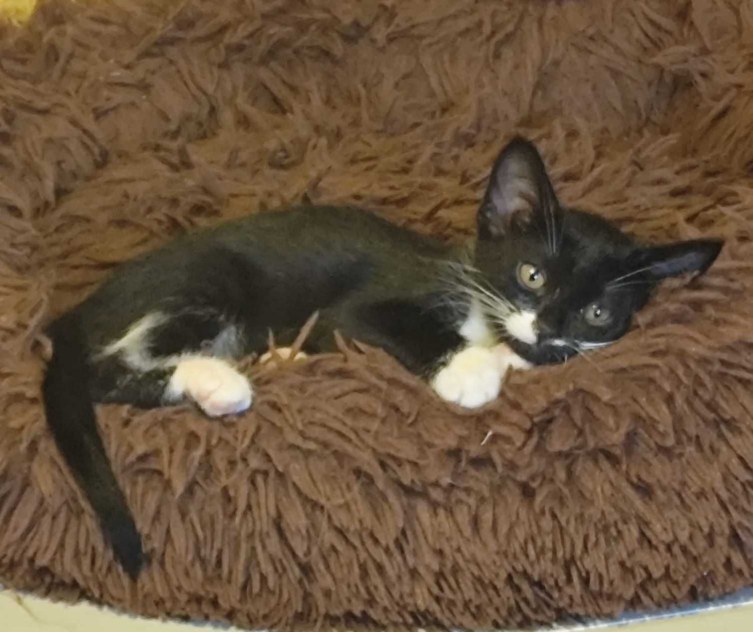 Gatinhos/as  em adopção responsável, com 2 meses.