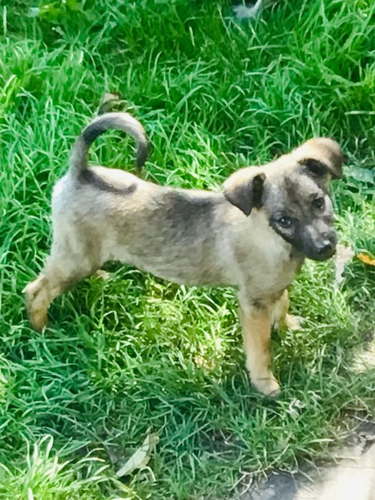 Песики в с.Урич.