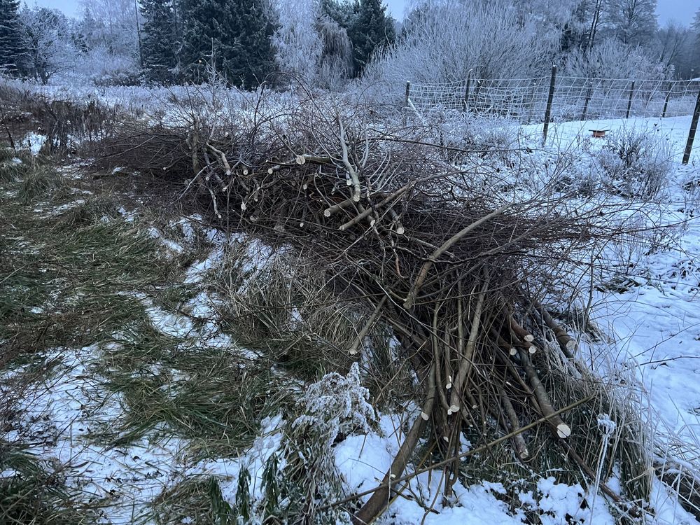 Oddam za darmo drewno drzewa gałęzie po karczowaniu działki