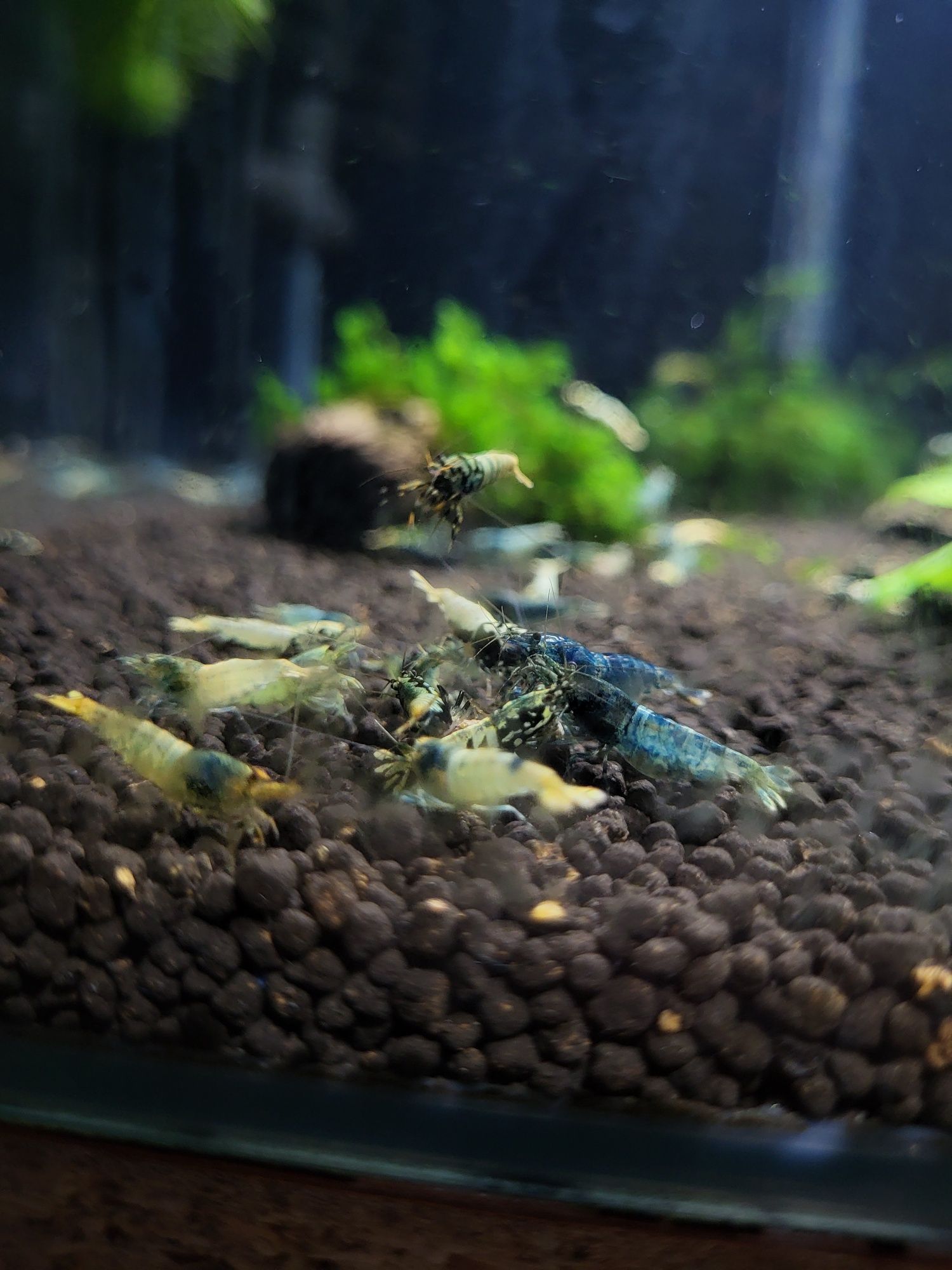 Krewetki caridina Mix po Krewetkach BOA