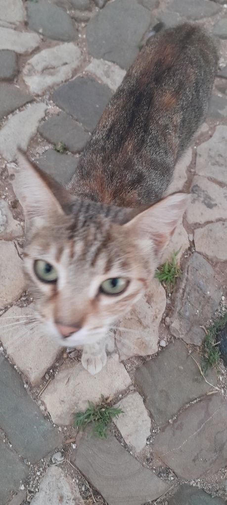 Gatinho de rua esterilizado
