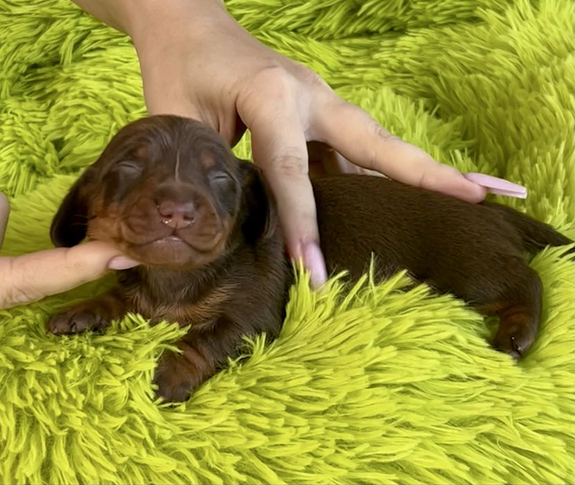 Jamnik Miniaturowy/cudowny piesio