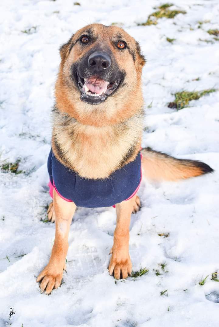 Uwielbiająca pieszczoty sunia w typie owczarka niemieckiego do adopcji