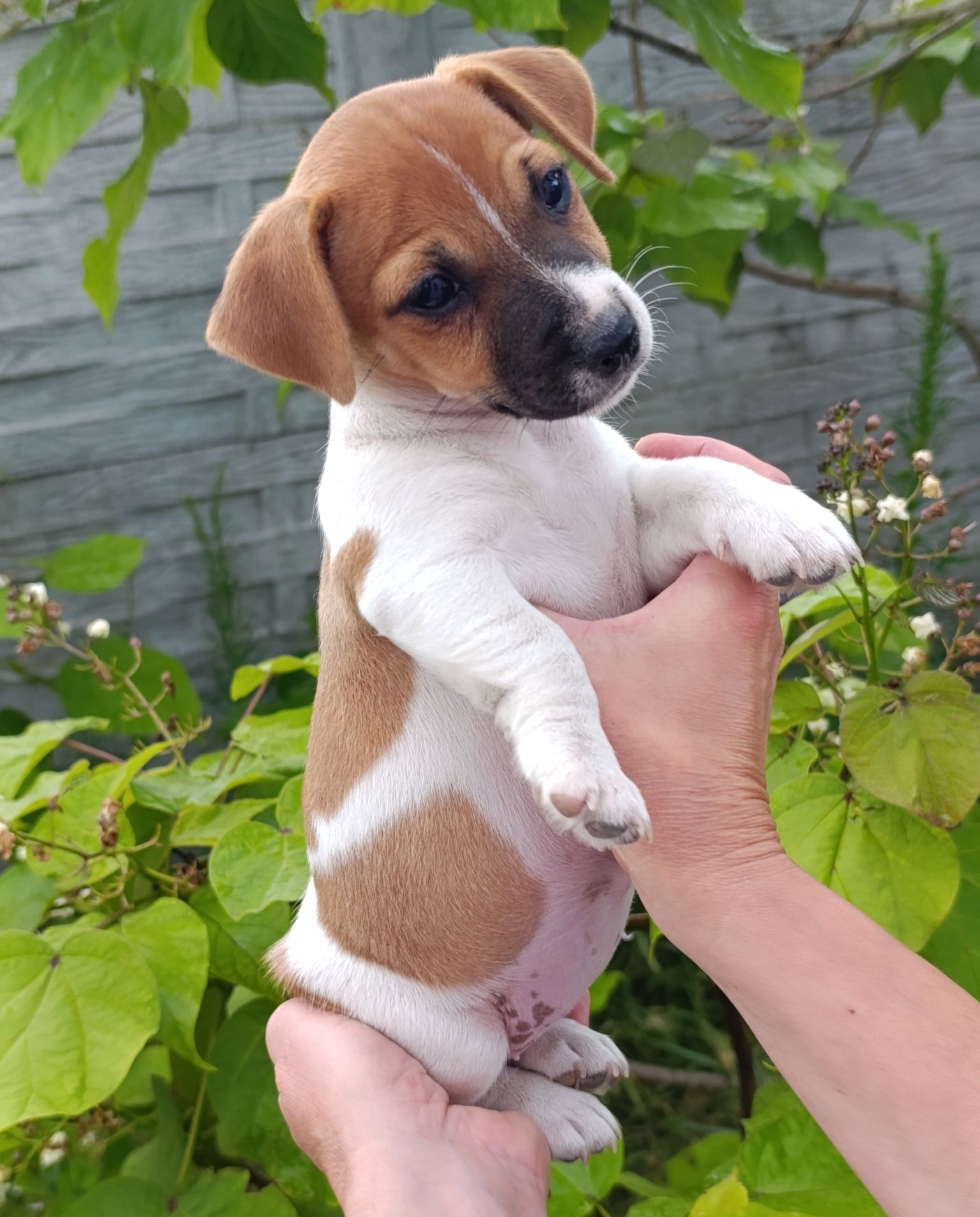 Jack Russell Terrier gładkowłosy ZKwP FCI