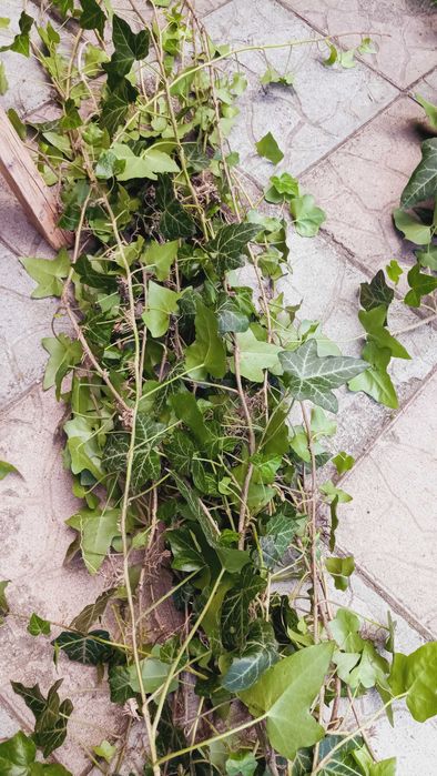 Вуличний вічнозелений плющ