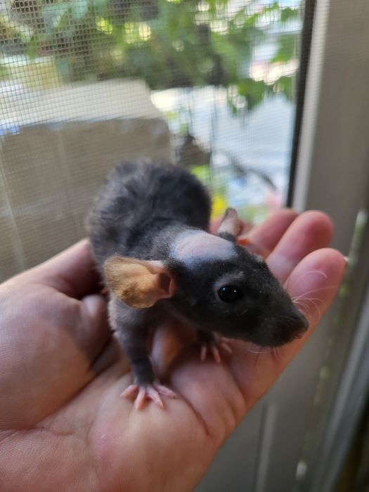 Срочно! Щурята рекс, дамбо рекс і дабл-рекс від 100 грн