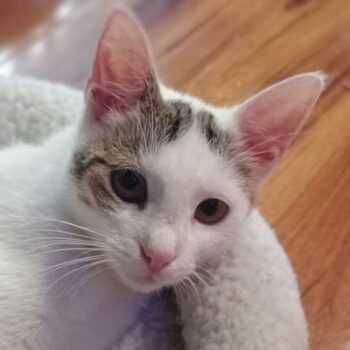 Anielka - kotka, kicia, kotek, kot do adopcji