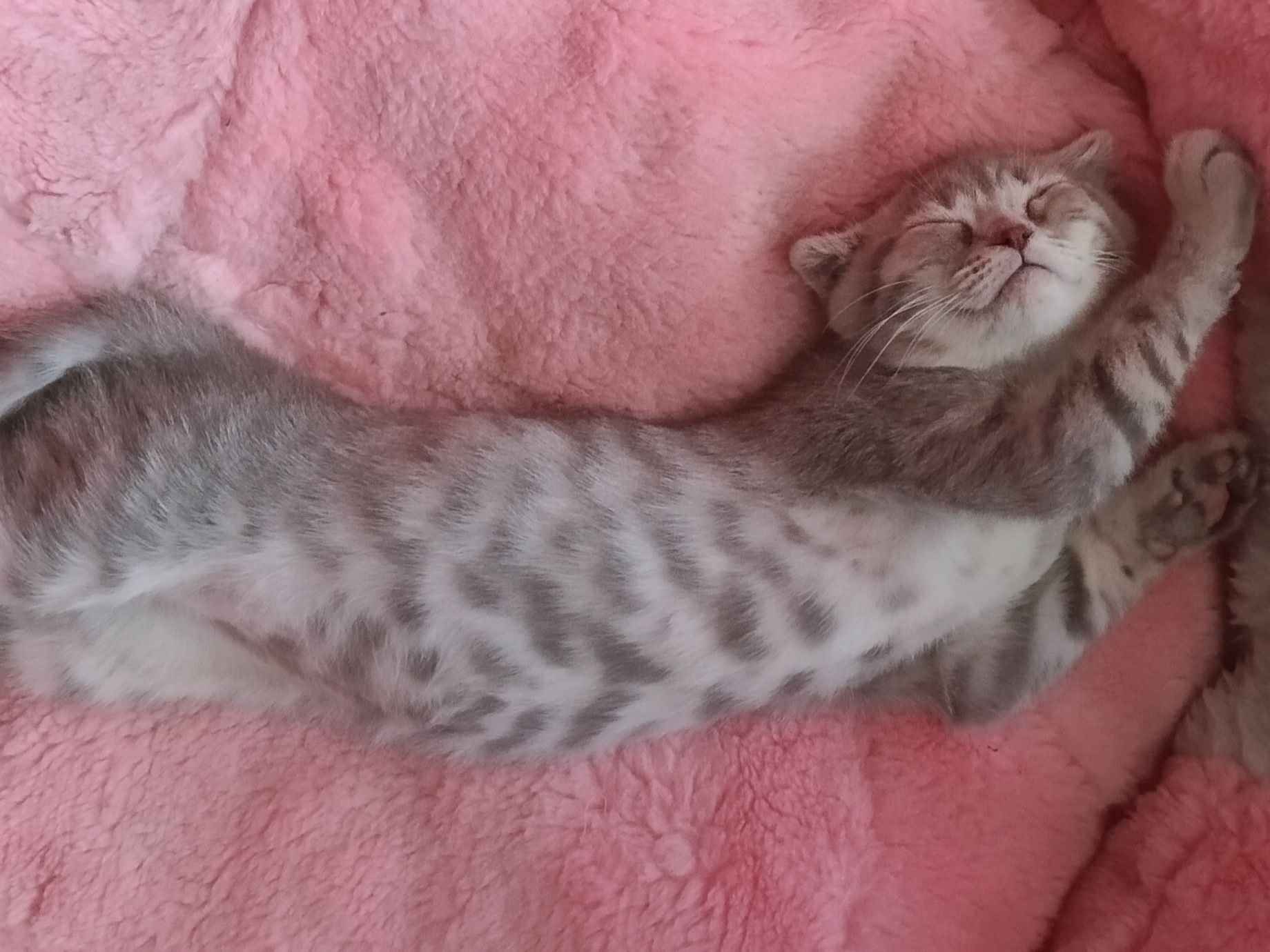 Шикарний котик чекає мамочку