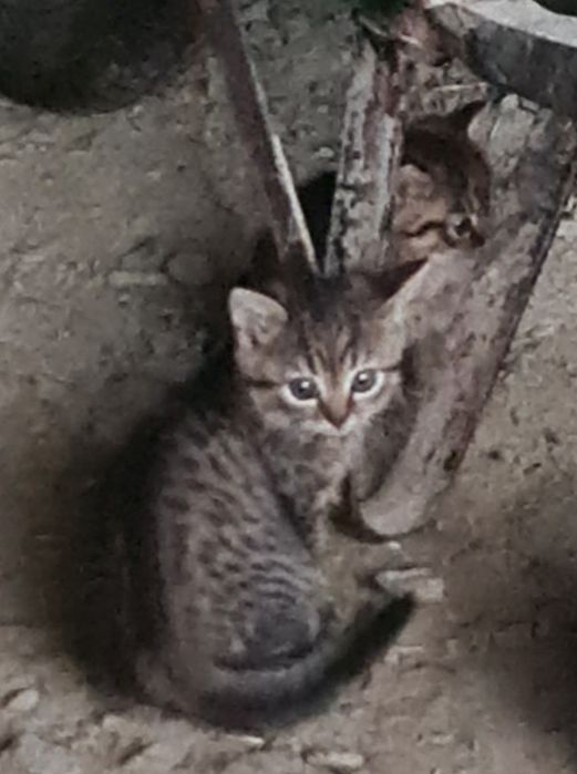 Oddam za darmo Kotki