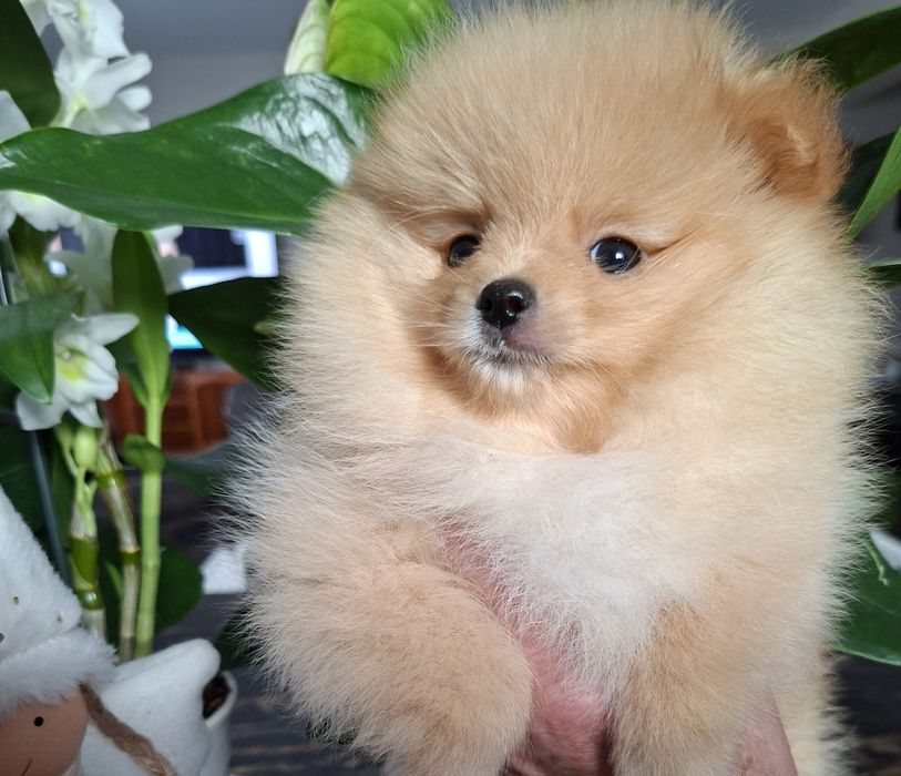 Piękna suczka pomeranian