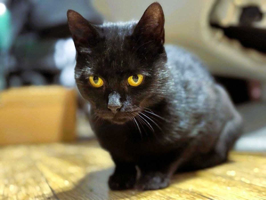 Kotka Sabrina o bursztynowych oczach