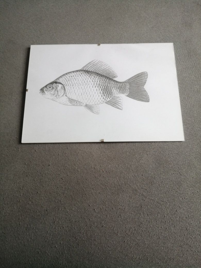 Sprzedam rysunki ryb