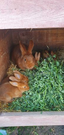 Młode króliki Nowozelandzki Czerwony